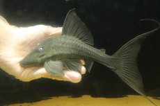 画像4: 【淡水魚】【通販】大きい ブルーアイプレコ ワイルド【個体販売】(±22cm)(プレコ)(生体)(熱帯魚)NKP (4)