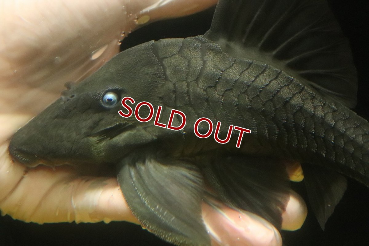 画像5: 【淡水魚】【通販】爆安期間限定 大きい ブルーアイプレコ ワイルド【個体販売】(±22cm)(プレコ)(生体)(熱帯魚)NKP (5)