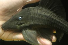画像5: 【淡水魚】【通販】大きい ブルーアイプレコ ワイルド【個体販売】(±22cm)(プレコ)(生体)(熱帯魚)NKP (5)