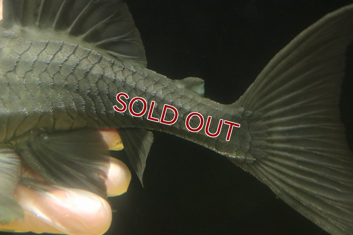 画像6: 【淡水魚】【通販】爆安期間限定 大きい ブルーアイプレコ ワイルド【個体販売】(±22cm)(プレコ)(生体)(熱帯魚)NKP (6)