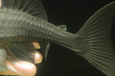 画像6: 【淡水魚】【通販】大きい ブルーアイプレコ ワイルド【個体販売】(±22cm)(プレコ)(生体)(熱帯魚)NKP (6)