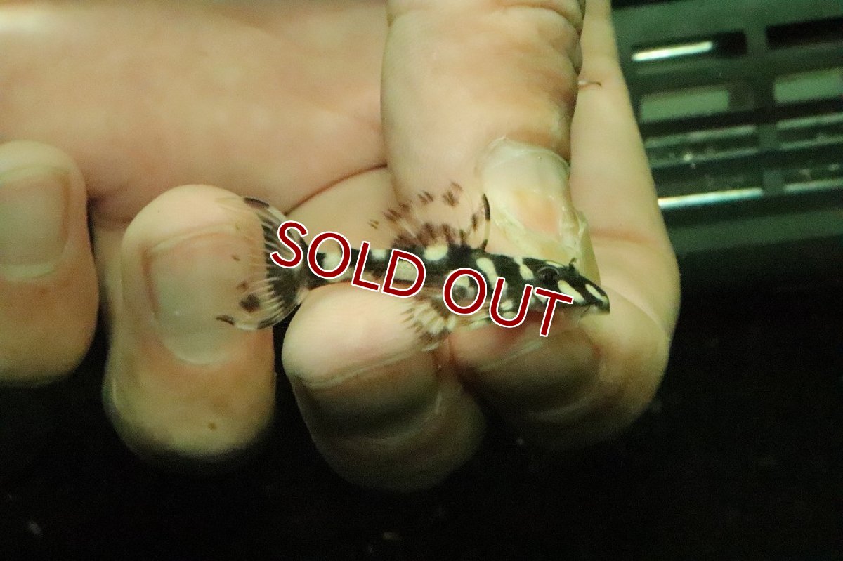 画像1: 【淡水魚】【通販】No1 オパールドットマグナムプレコ ワイルド【個体販売】(±4cm)(プレコ)(生体)(熱帯魚)NKP (1)