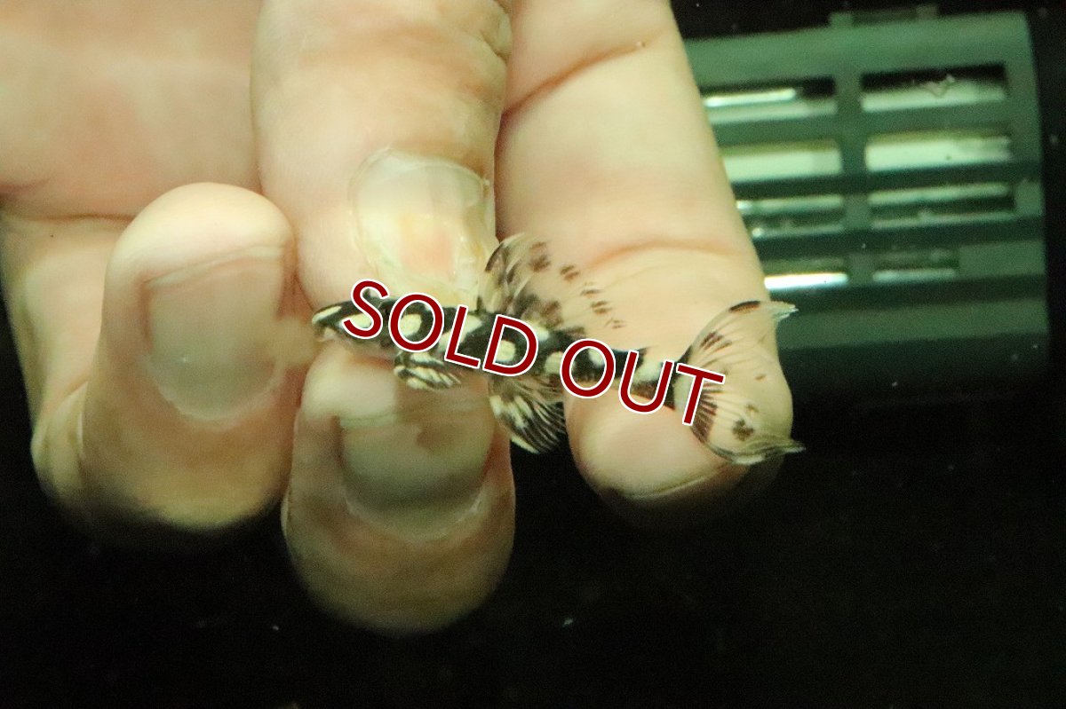 画像2: 【淡水魚】【通販】No1 オパールドットマグナムプレコ ワイルド【個体販売】(±4cm)(プレコ)(生体)(熱帯魚)NKP (2)