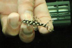 画像2: 【淡水魚】【通販】No1 オパールドットマグナムプレコ ワイルド【個体販売】(±4cm)(プレコ)(生体)(熱帯魚)NKP (2)