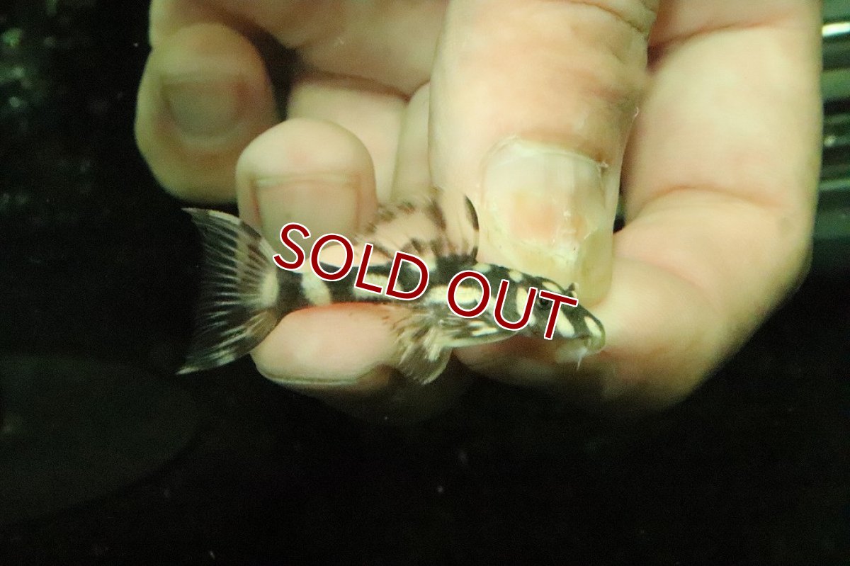 画像1: 【淡水魚】【通販】No2 オパールドットマグナムプレコ ワイルド【個体販売】(±4cm)(プレコ)(生体)(熱帯魚)NKP (1)