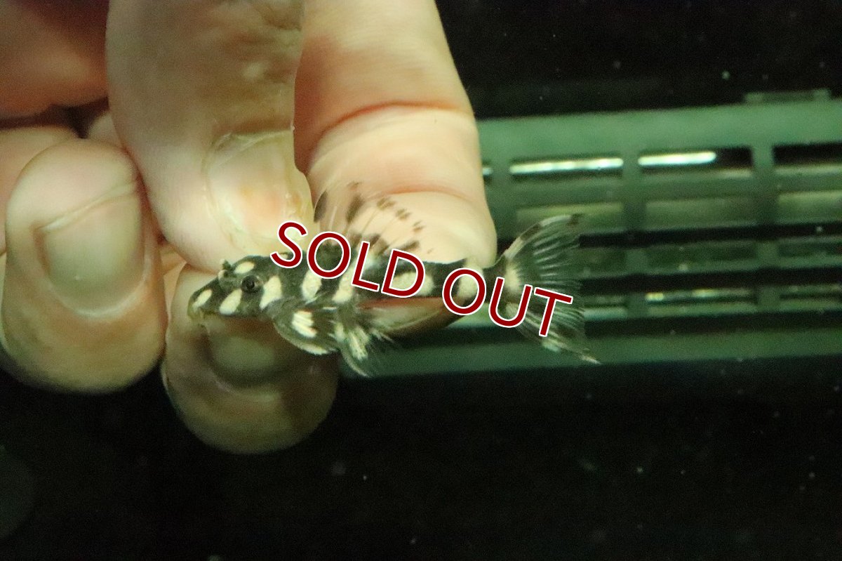 画像2: 【淡水魚】【通販】No2 オパールドットマグナムプレコ ワイルド【個体販売】(±4cm)(プレコ)(生体)(熱帯魚)NKP (2)