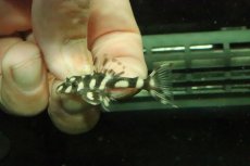 画像2: 【淡水魚】【通販】No2 オパールドットマグナムプレコ ワイルド【個体販売】(±4cm)(プレコ)(生体)(熱帯魚)NKP (2)