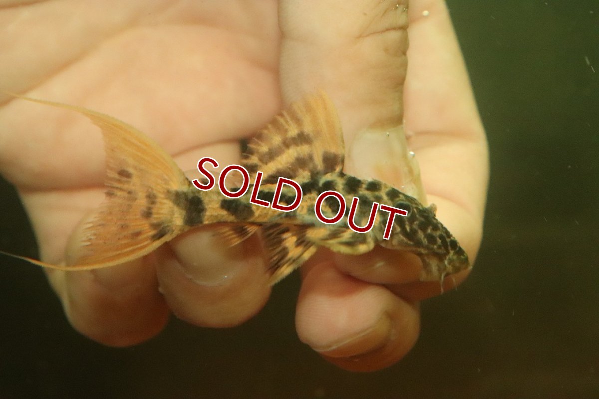 画像1: 【淡水魚】【通販】No1 スーパーレッド タイタニックトリムプレコ ワイルド【個体販売】(±6cm)(プレコ)(生体)(熱帯魚)NKP (1)