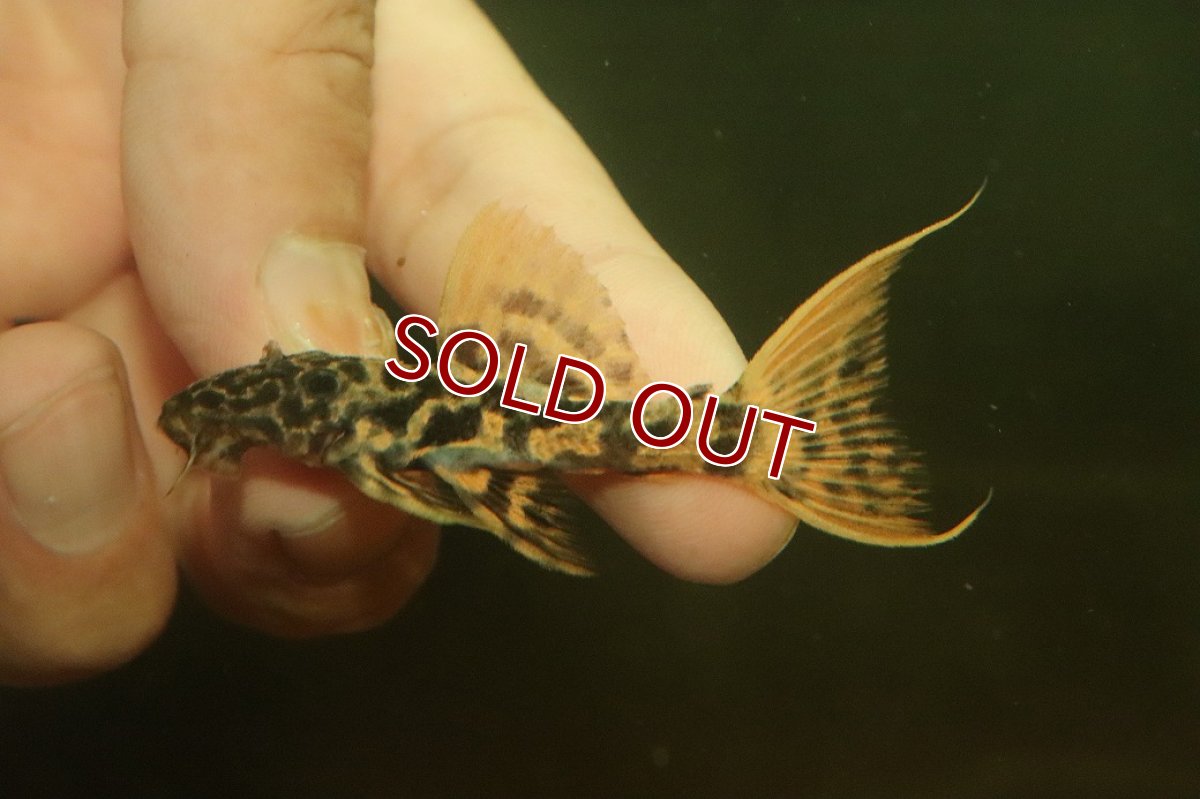 画像2: 【淡水魚】【通販】No1 スーパーレッド タイタニックトリムプレコ ワイルド【個体販売】(±6cm)(プレコ)(生体)(熱帯魚)NKP (2)