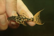 画像2: 【淡水魚】【通販】No1 スーパーレッド タイタニックトリムプレコ ワイルド【個体販売】(±6cm)(プレコ)(生体)(熱帯魚)NKP (2)