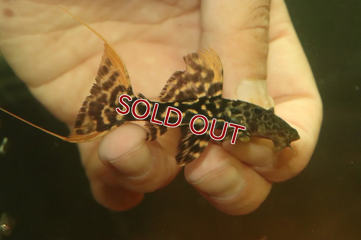 画像1: 【淡水魚】【通販】No2 スーパーレッド タイタニックトリムプレコ ワイルド【個体販売】(±6cm)(プレコ)(生体)(熱帯魚)NKP (1)