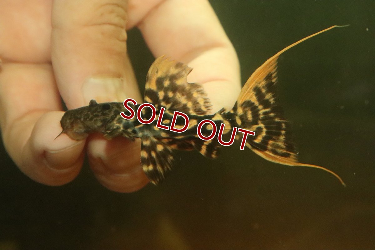 画像2: 【淡水魚】【通販】No2 スーパーレッド タイタニックトリムプレコ ワイルド【個体販売】(±6cm)(プレコ)(生体)(熱帯魚)NKP (2)