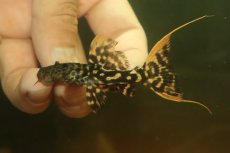 画像2: 【淡水魚】【通販】No2 スーパーレッド タイタニックトリムプレコ ワイルド【個体販売】(±6cm)(プレコ)(生体)(熱帯魚)NKP (2)