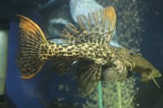 画像1: 【淡水魚】【通販】スーパーレッド タイタニックトリムプレコ ワイルド【個体販売】(±16cm)(プレコ)(生体)(熱帯魚)NKP (1)