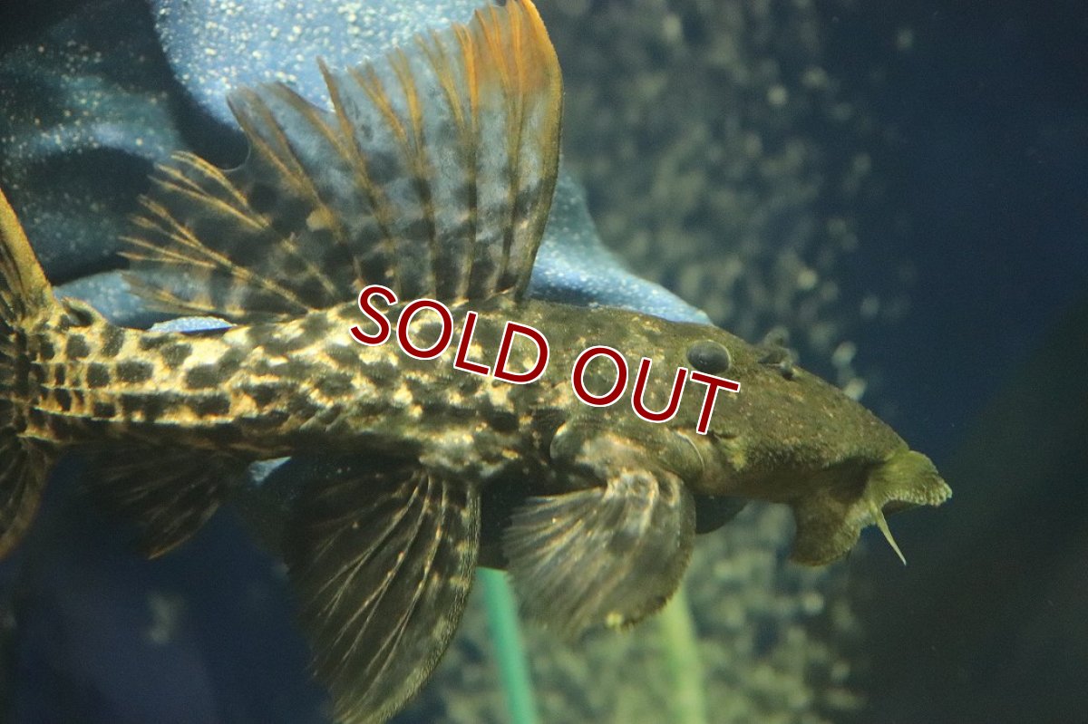 画像2: 【淡水魚】【通販】スーパーレッド タイタニックトリムプレコ ワイルド【個体販売】(±16cm)(プレコ)(生体)(熱帯魚)NKP (2)