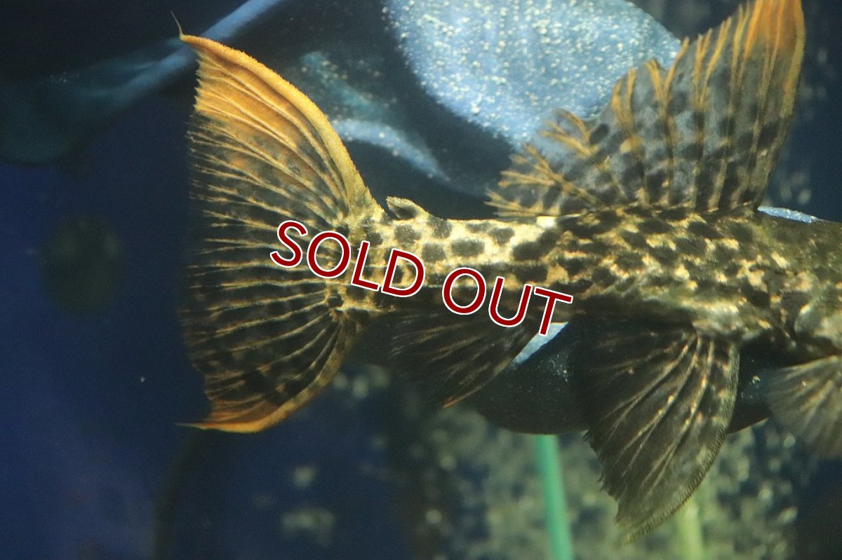 画像3: 【淡水魚】【通販】スーパーレッド タイタニックトリムプレコ ワイルド【個体販売】(±16cm)(プレコ)(生体)(熱帯魚)NKP (3)