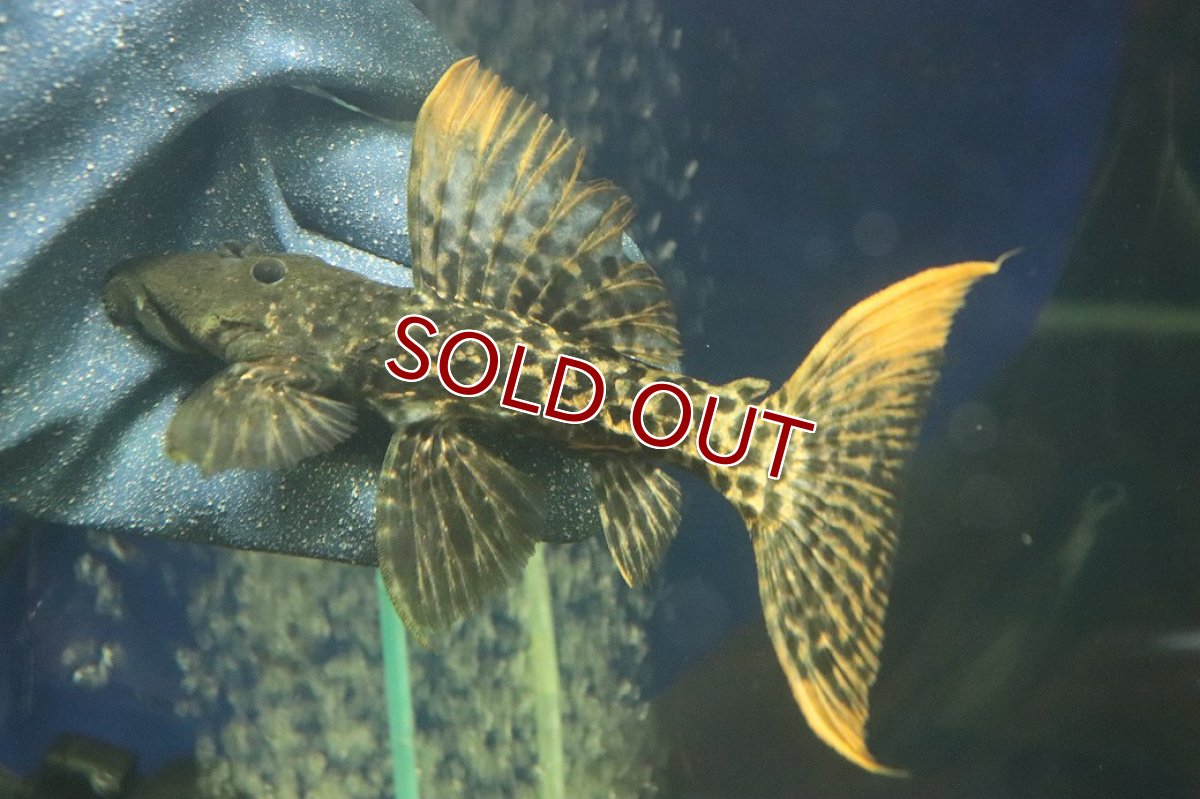 画像4: 【淡水魚】【通販】スーパーレッド タイタニックトリムプレコ ワイルド【個体販売】(±16cm)(プレコ)(生体)(熱帯魚)NKP (4)