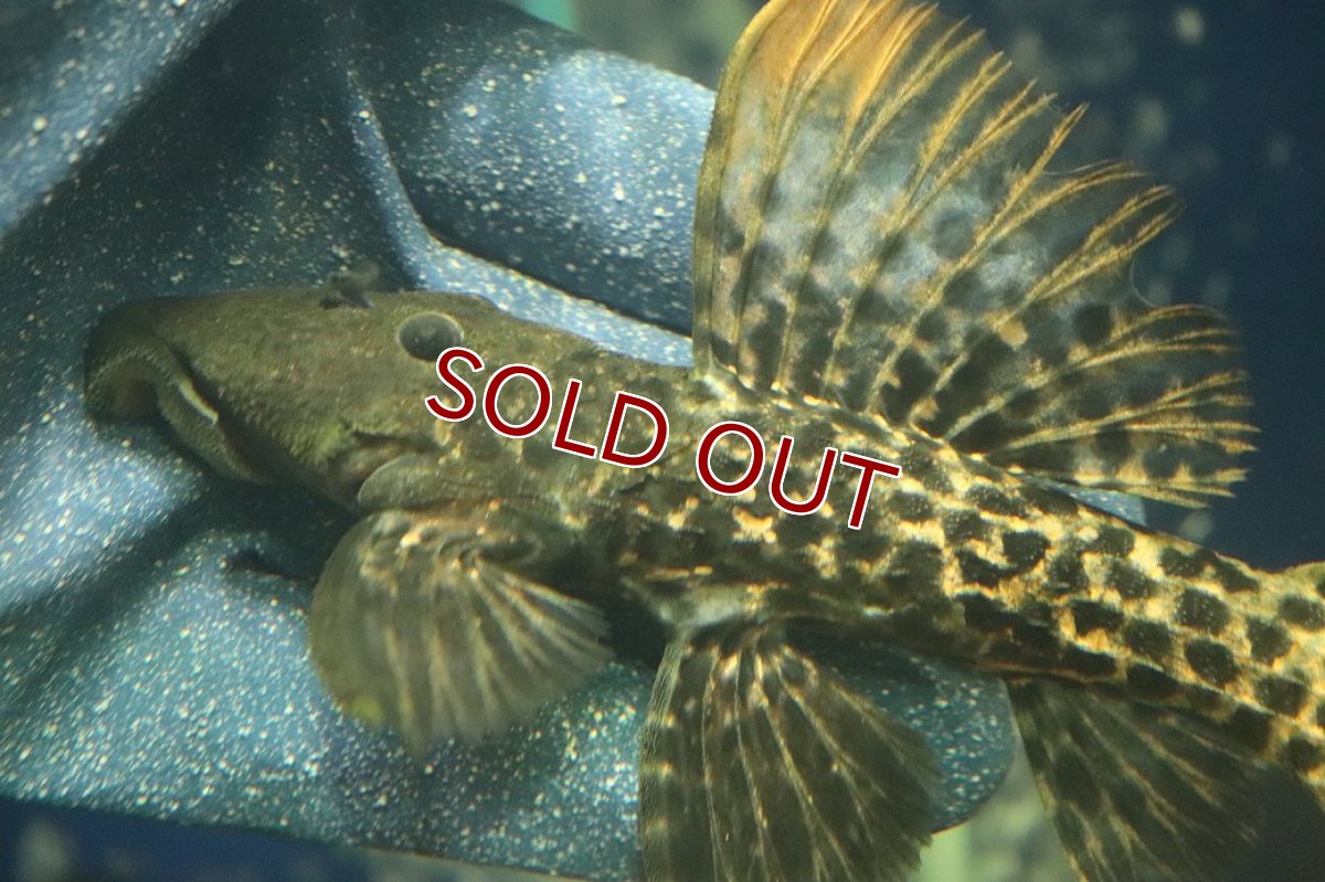 画像5: 【淡水魚】【通販】スーパーレッド タイタニックトリムプレコ ワイルド【個体販売】(±16cm)(プレコ)(生体)(熱帯魚)NKP (5)