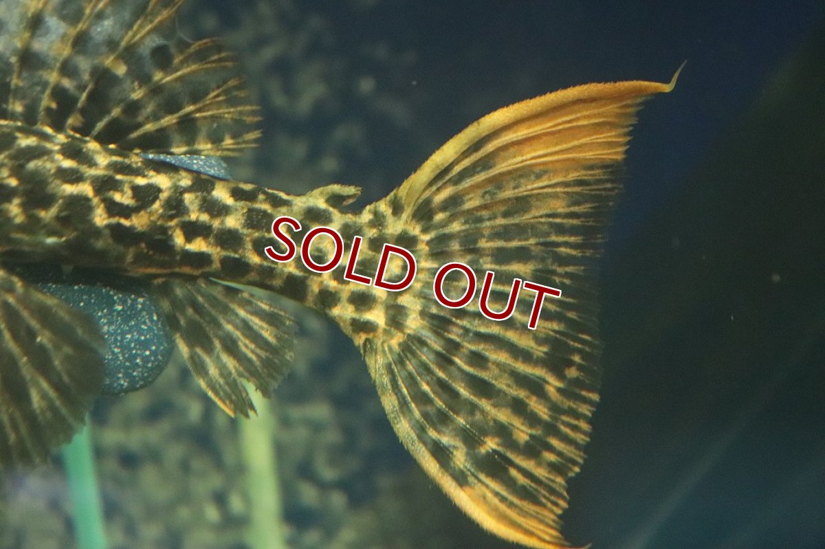 画像6: 【淡水魚】【通販】スーパーレッド タイタニックトリムプレコ ワイルド【個体販売】(±16cm)(プレコ)(生体)(熱帯魚)NKP (6)