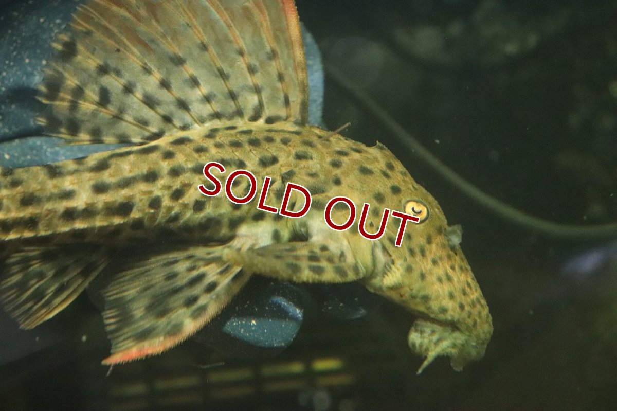 画像2: 【淡水魚】【通販】ウルトラスカーレットトリムプレコ ワイルド【個体販売】(±19cm)(プレコ)(生体)(熱帯魚)NKP (2)