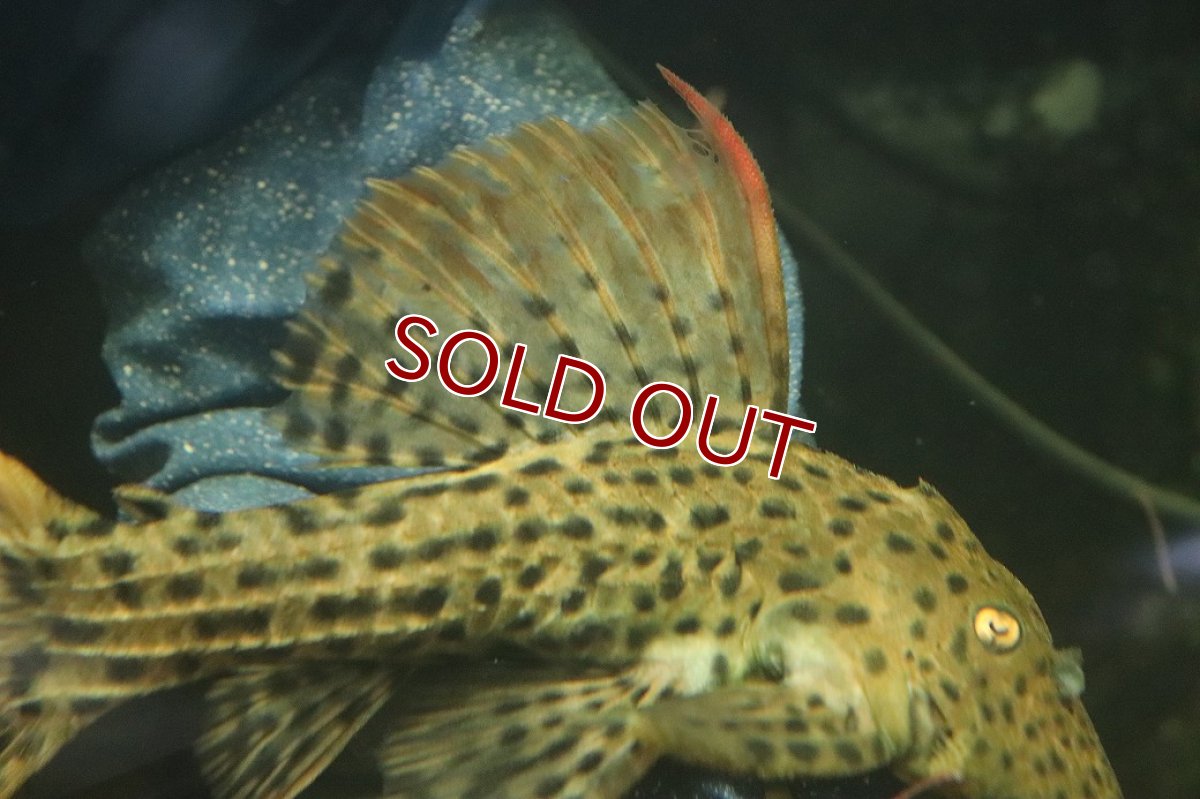 画像3: 【淡水魚】【通販】ウルトラスカーレットトリムプレコ ワイルド【個体販売】(±19cm)(プレコ)(生体)(熱帯魚)NKP (3)
