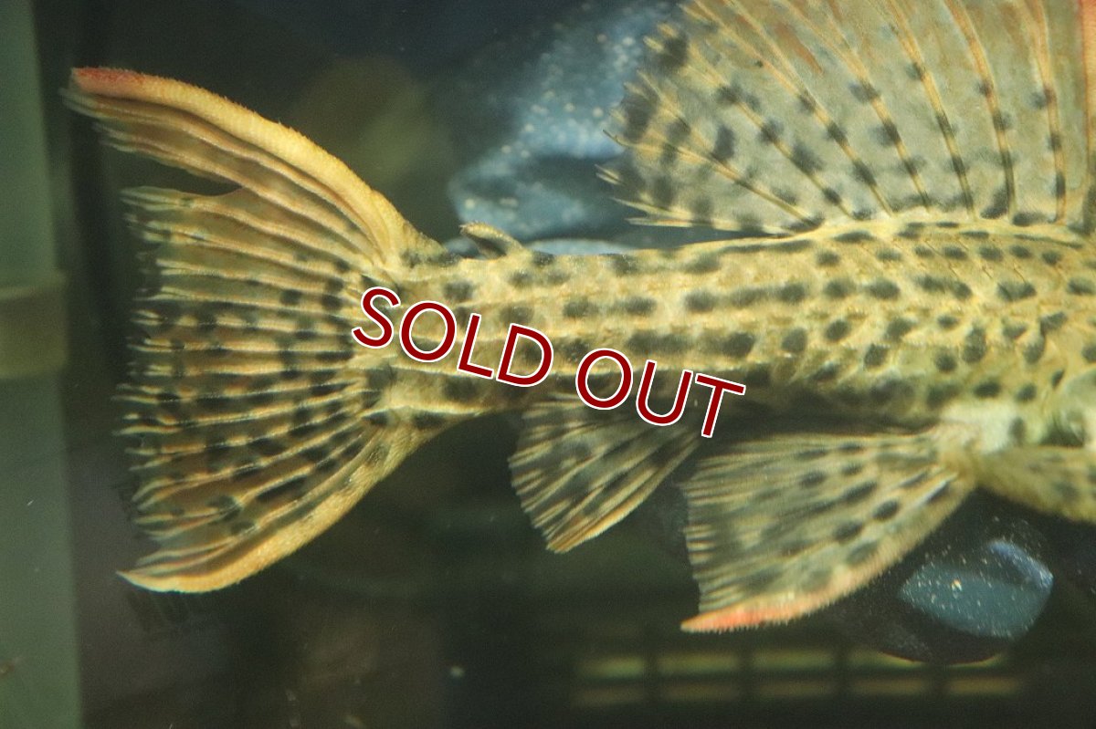 画像4: 【淡水魚】【通販】ウルトラスカーレットトリムプレコ ワイルド【個体販売】(±19cm)(プレコ)(生体)(熱帯魚)NKP (4)