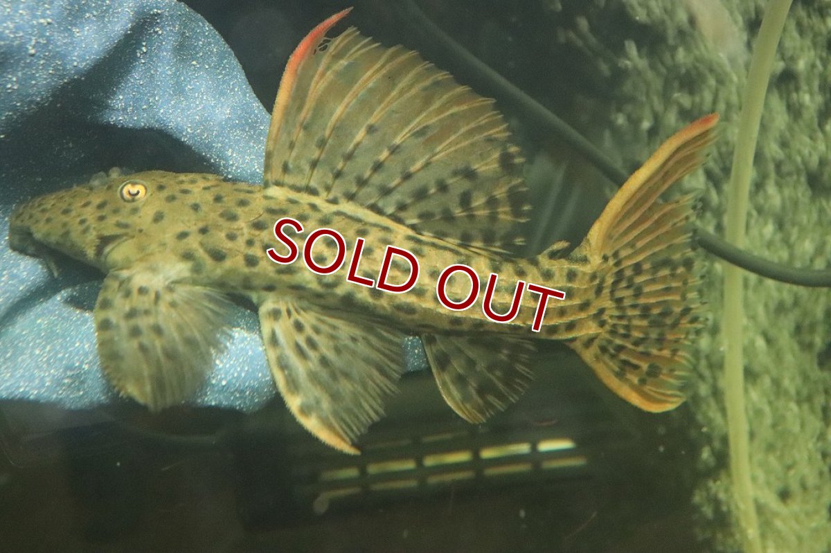 画像5: 【淡水魚】【通販】ウルトラスカーレットトリムプレコ ワイルド【個体販売】(±19cm)(プレコ)(生体)(熱帯魚)NKP (5)