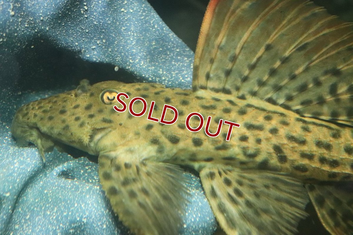画像6: 【淡水魚】【通販】ウルトラスカーレットトリムプレコ ワイルド【個体販売】(±19cm)(プレコ)(生体)(熱帯魚)NKP (6)