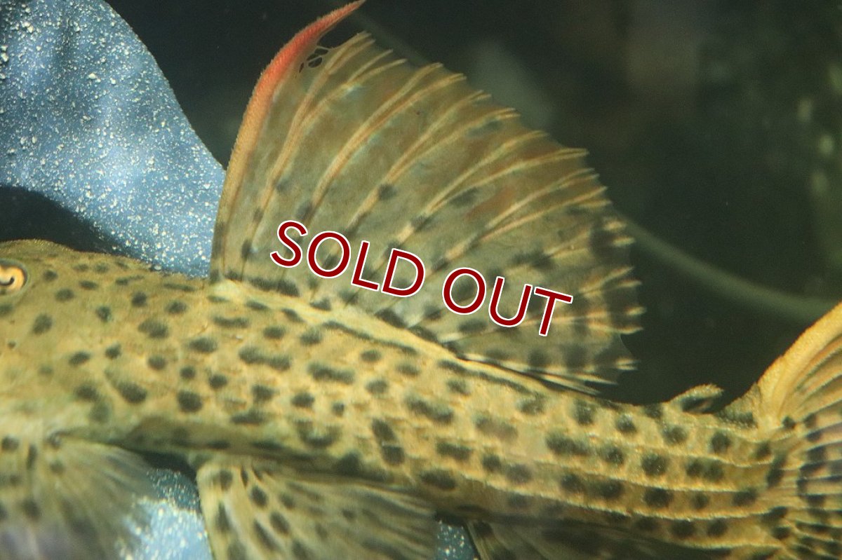 画像7: 【淡水魚】【通販】ウルトラスカーレットトリムプレコ ワイルド【個体販売】(±19cm)(プレコ)(生体)(熱帯魚)NKP (7)