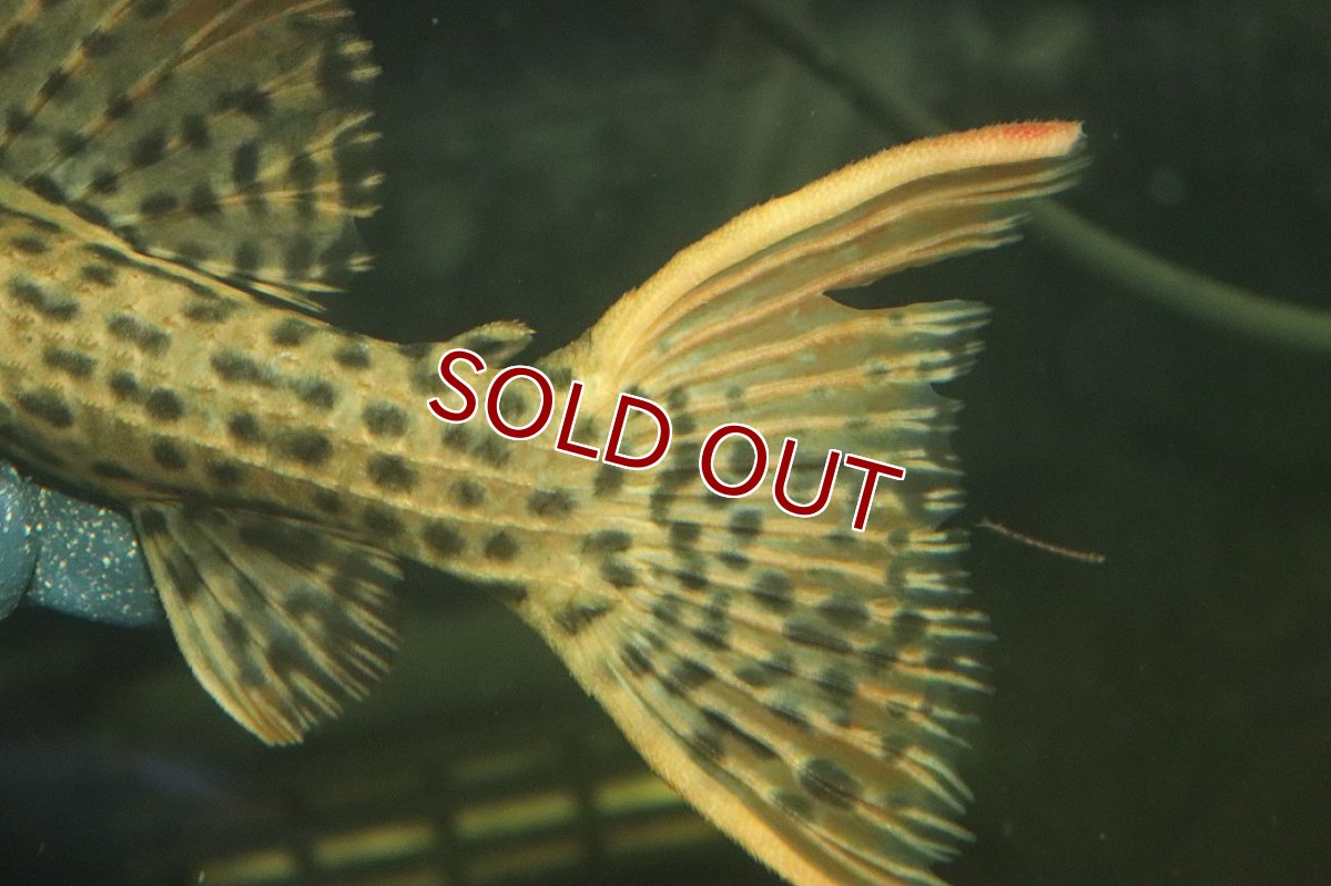 画像8: 【淡水魚】【通販】ウルトラスカーレットトリムプレコ ワイルド【個体販売】(±19cm)(プレコ)(生体)(熱帯魚)NKP (8)