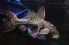 画像1: 【淡水魚】【通販】赤み強い スカーレットトリムプレコ ツクルイ産 ワイルド【個体販売】(±21cm)(プレコ)(生体)(熱帯魚)NKP (1)