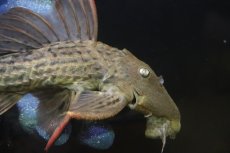画像2: 【淡水魚】【通販】赤み強い スカーレットトリムプレコ ツクルイ産 ワイルド【個体販売】(±21cm)(プレコ)(生体)(熱帯魚)NKP (2)