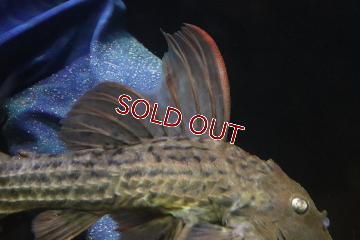 画像3: 【淡水魚】【通販】赤み強い スカーレットトリムプレコ ツクルイ産 ワイルド【個体販売】(±21cm)(プレコ)(生体)(熱帯魚)NKP (3)