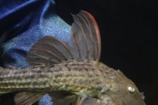 画像3: 【淡水魚】【通販】赤み強い スカーレットトリムプレコ ツクルイ産 ワイルド【個体販売】(±21cm)(プレコ)(生体)(熱帯魚)NKP (3)