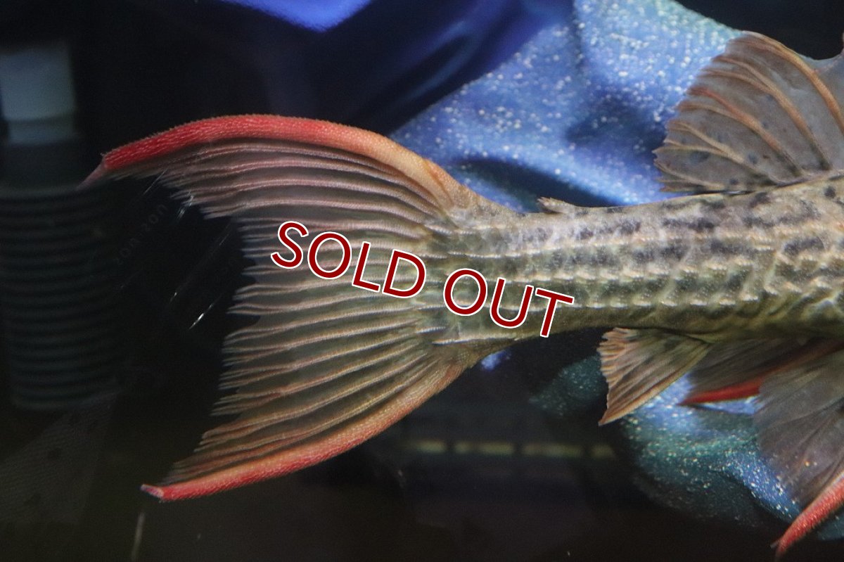 画像4: 【淡水魚】【通販】赤み強い スカーレットトリムプレコ ツクルイ産 ワイルド【個体販売】(±21cm)(プレコ)(生体)(熱帯魚)NKP (4)