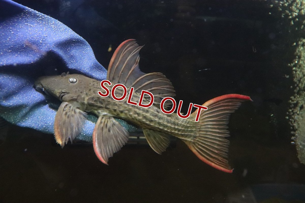 画像5: 【淡水魚】【通販】赤み強い スカーレットトリムプレコ ツクルイ産 ワイルド【個体販売】(±21cm)(プレコ)(生体)(熱帯魚)NKP (5)