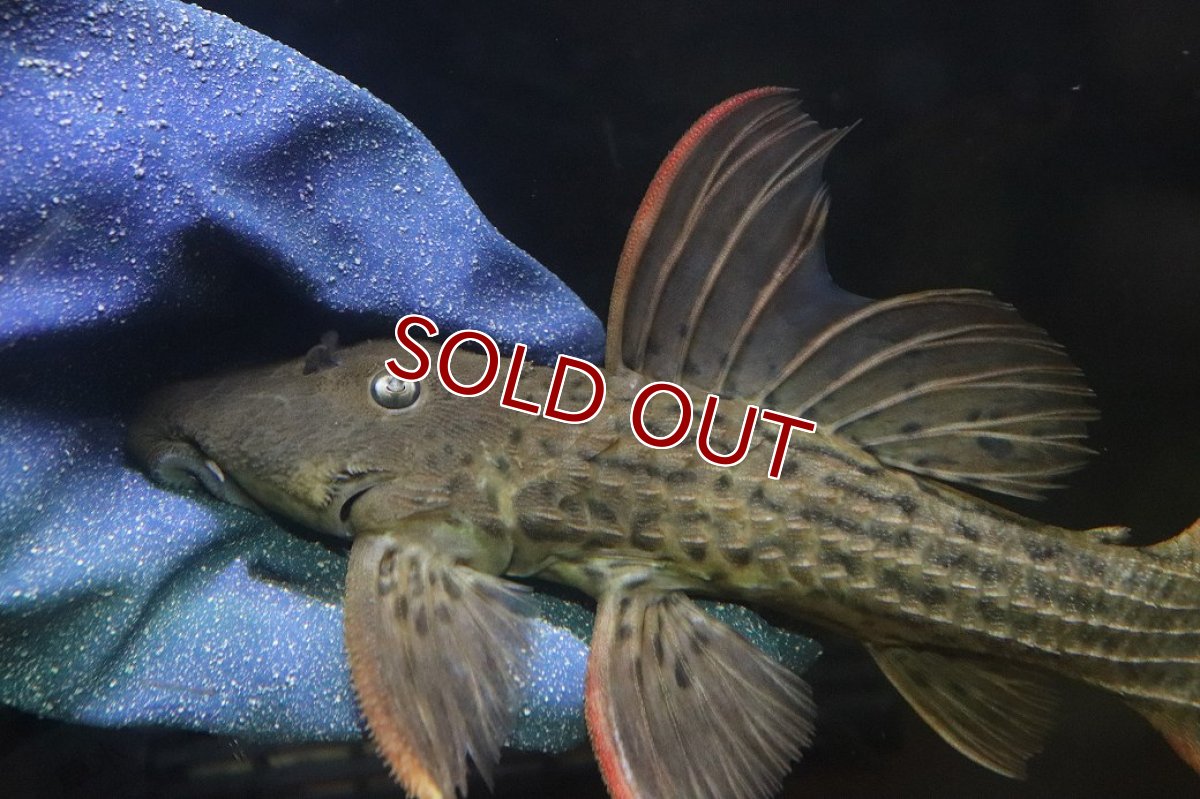 画像6: 【淡水魚】【通販】赤み強い スカーレットトリムプレコ ツクルイ産 ワイルド【個体販売】(±21cm)(プレコ)(生体)(熱帯魚)NKP (6)