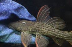 画像6: 【淡水魚】【通販】赤み強い スカーレットトリムプレコ ツクルイ産 ワイルド【個体販売】(±21cm)(プレコ)(生体)(熱帯魚)NKP (6)