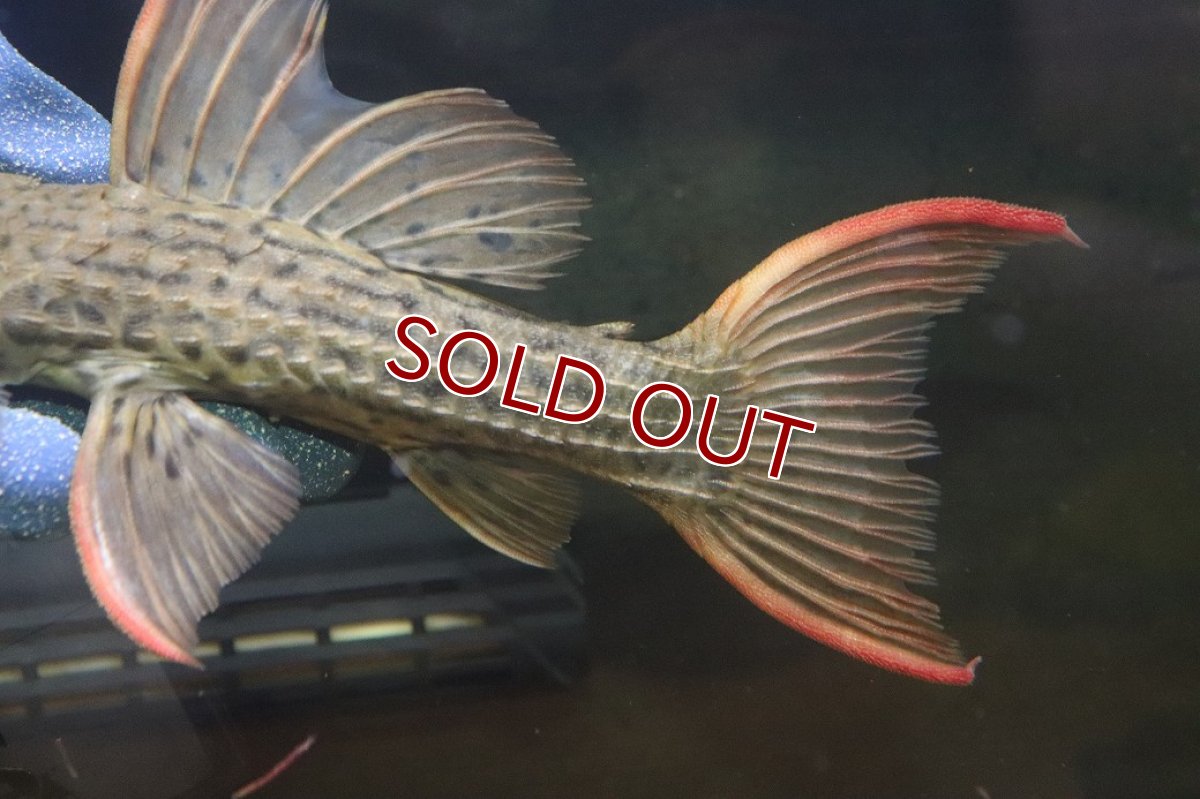 画像7: 【淡水魚】【通販】赤み強い スカーレットトリムプレコ ツクルイ産 ワイルド【個体販売】(±21cm)(プレコ)(生体)(熱帯魚)NKP (7)