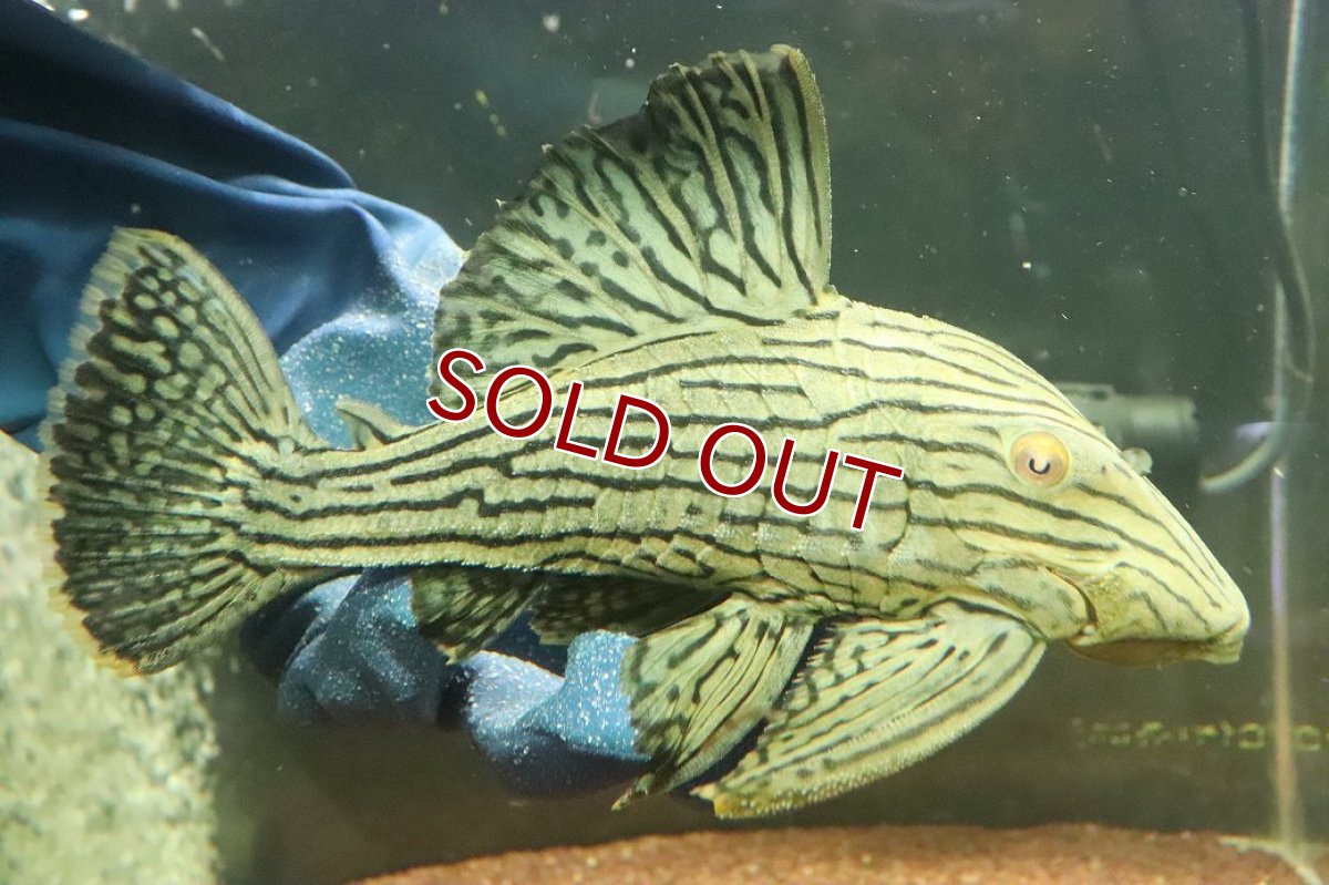 画像1: 【淡水魚】【通販】美個体 シャンパーグリーンロイヤルプレコ ペルー産 ワイルド【個体販売】(±18cm)(プレコ)(生体)(熱帯魚)NKP (1)