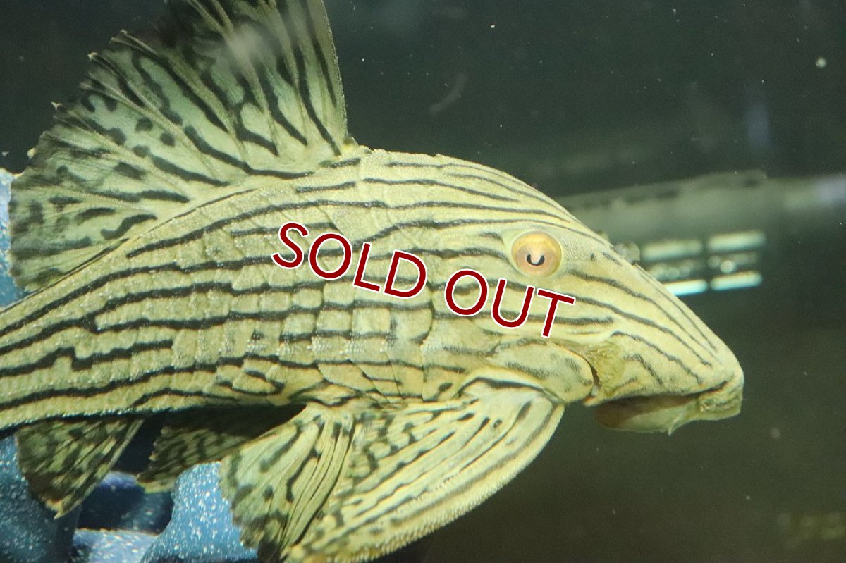 画像2: 【淡水魚】【通販】美個体 シャンパーグリーンロイヤルプレコ ペルー産 ワイルド【個体販売】(±18cm)(プレコ)(生体)(熱帯魚)NKP (2)