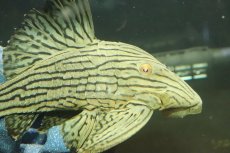画像2: 【淡水魚】【通販】美個体 シャンパーグリーンロイヤルプレコ ペルー産 ワイルド【個体販売】(±18cm)(プレコ)(生体)(熱帯魚)NKP (2)