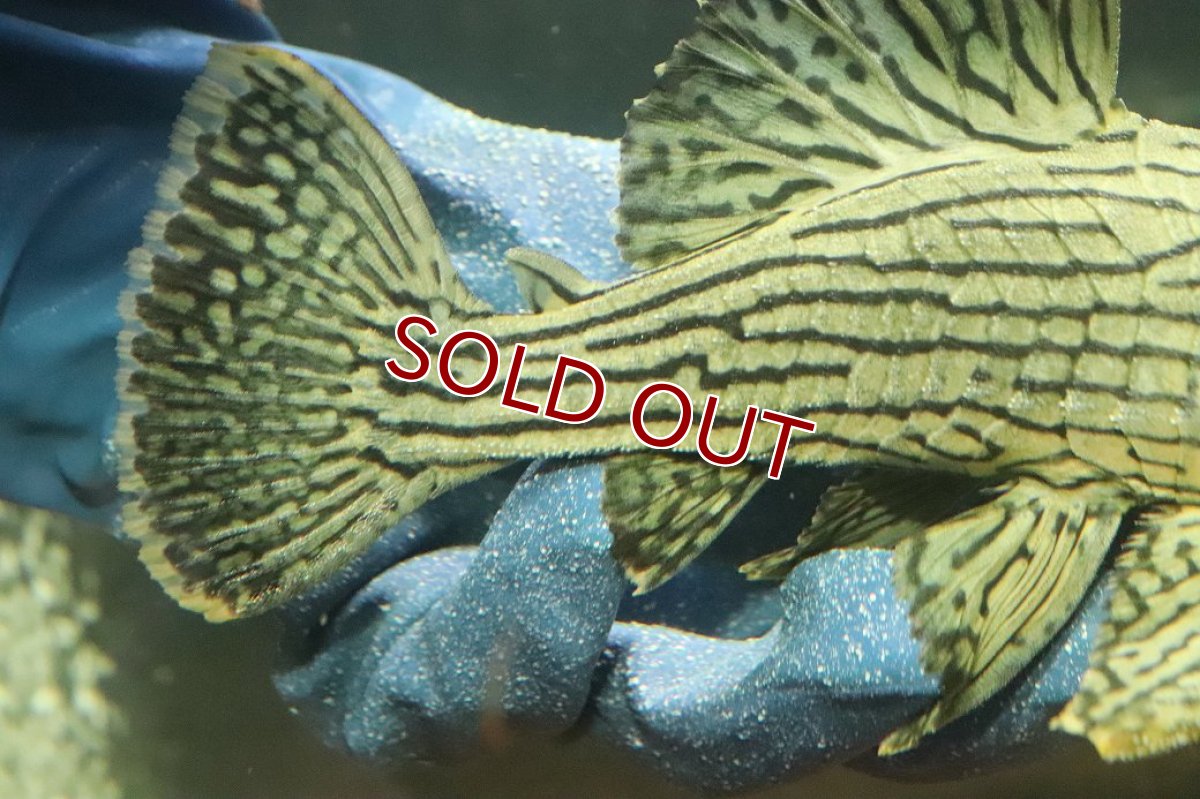 画像3: 【淡水魚】【通販】美個体 シャンパーグリーンロイヤルプレコ ペルー産 ワイルド【個体販売】(±18cm)(プレコ)(生体)(熱帯魚)NKP (3)