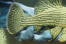 画像3: 【淡水魚】【通販】美個体 シャンパーグリーンロイヤルプレコ ペルー産 ワイルド【個体販売】(±18cm)(プレコ)(生体)(熱帯魚)NKP (3)