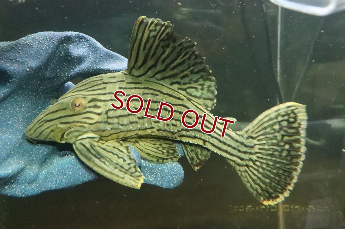 画像4: 【淡水魚】【通販】美個体 シャンパーグリーンロイヤルプレコ ペルー産 ワイルド【個体販売】(±18cm)(プレコ)(生体)(熱帯魚)NKP (4)