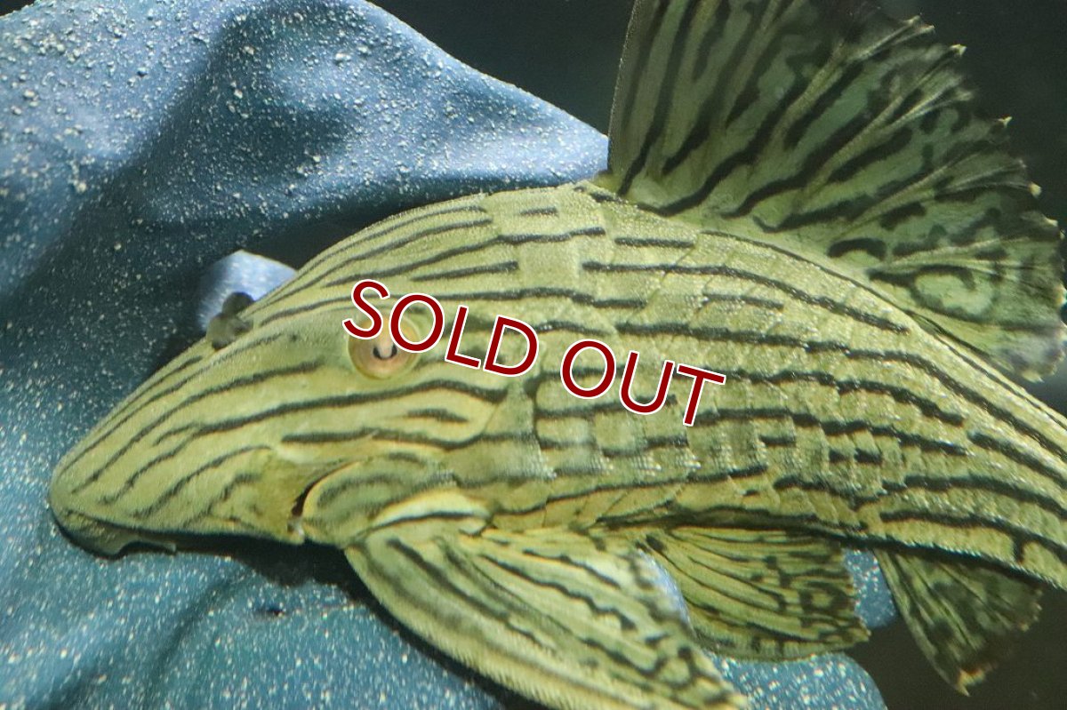 画像5: 【淡水魚】【通販】美個体 シャンパーグリーンロイヤルプレコ ペルー産 ワイルド【個体販売】(±18cm)(プレコ)(生体)(熱帯魚)NKP (5)