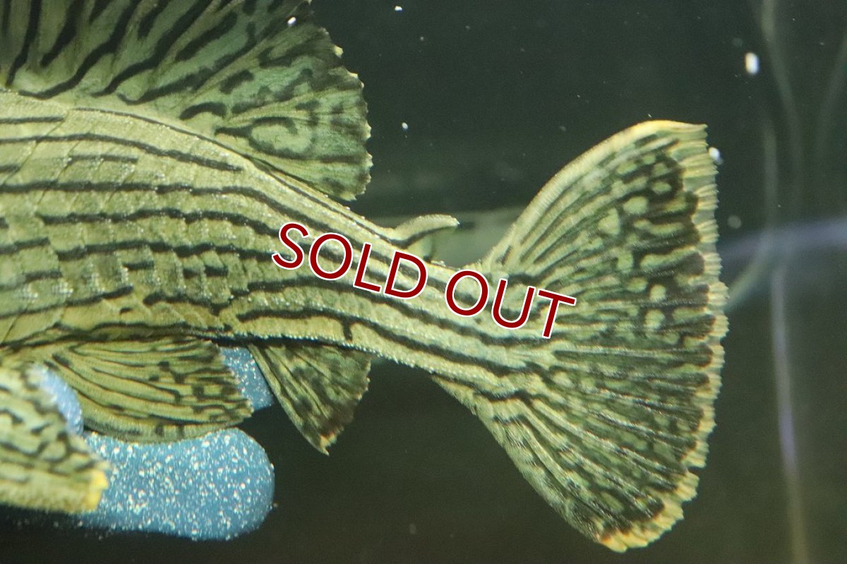 画像6: 【淡水魚】【通販】美個体 シャンパーグリーンロイヤルプレコ ペルー産 ワイルド【個体販売】(±18cm)(プレコ)(生体)(熱帯魚)NKP (6)