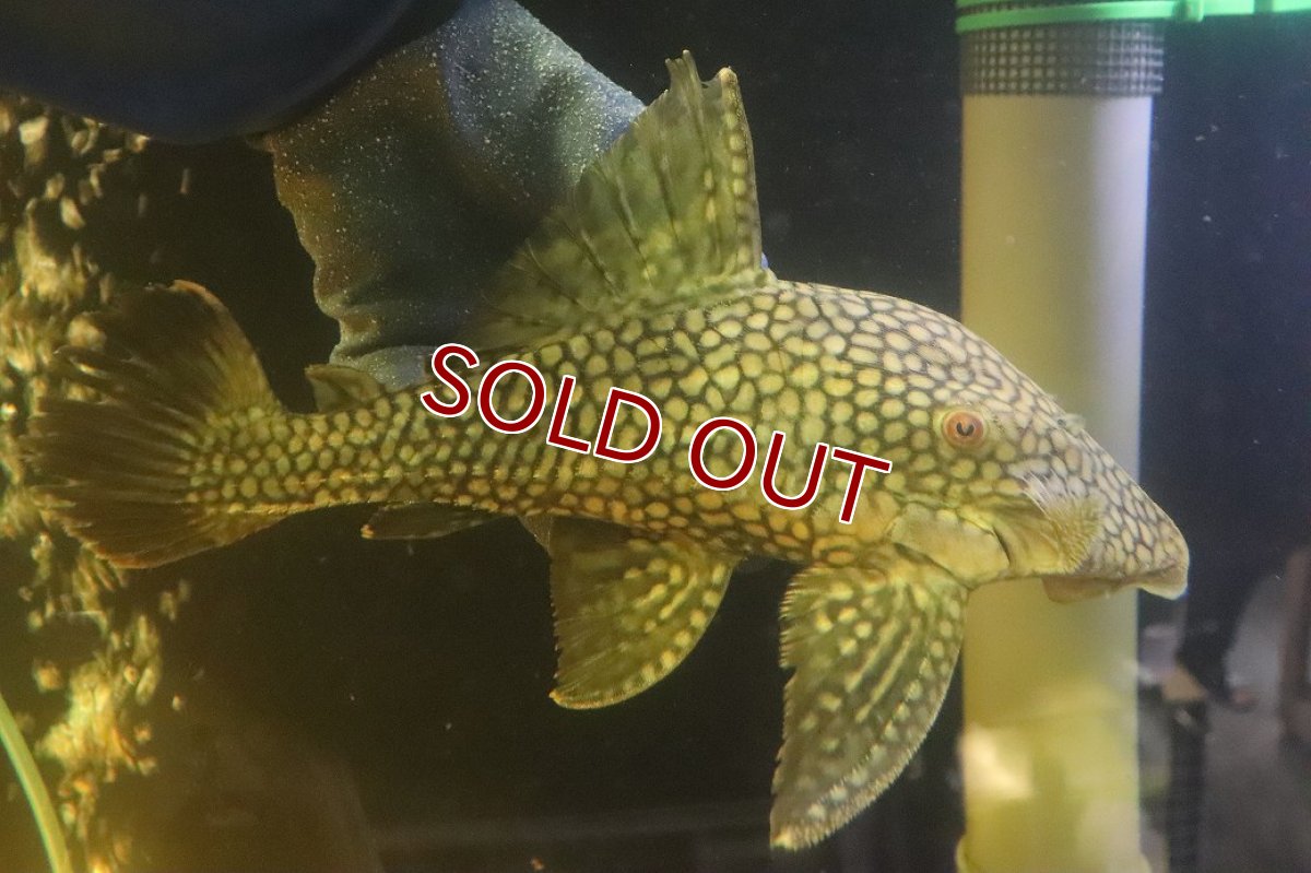 画像1: 【淡水魚】【通販】No1 大きい フルスポットロイヤルプレコ ワイルド【個体販売】(±25cm)(プレコ)(生体)(熱帯魚)NKP (1)