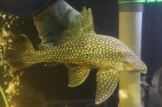 画像1: 【淡水魚】【通販】No1 大きい フルスポットロイヤルプレコ ワイルド【個体販売】(±25cm)(プレコ)(生体)(熱帯魚)NKP (1)