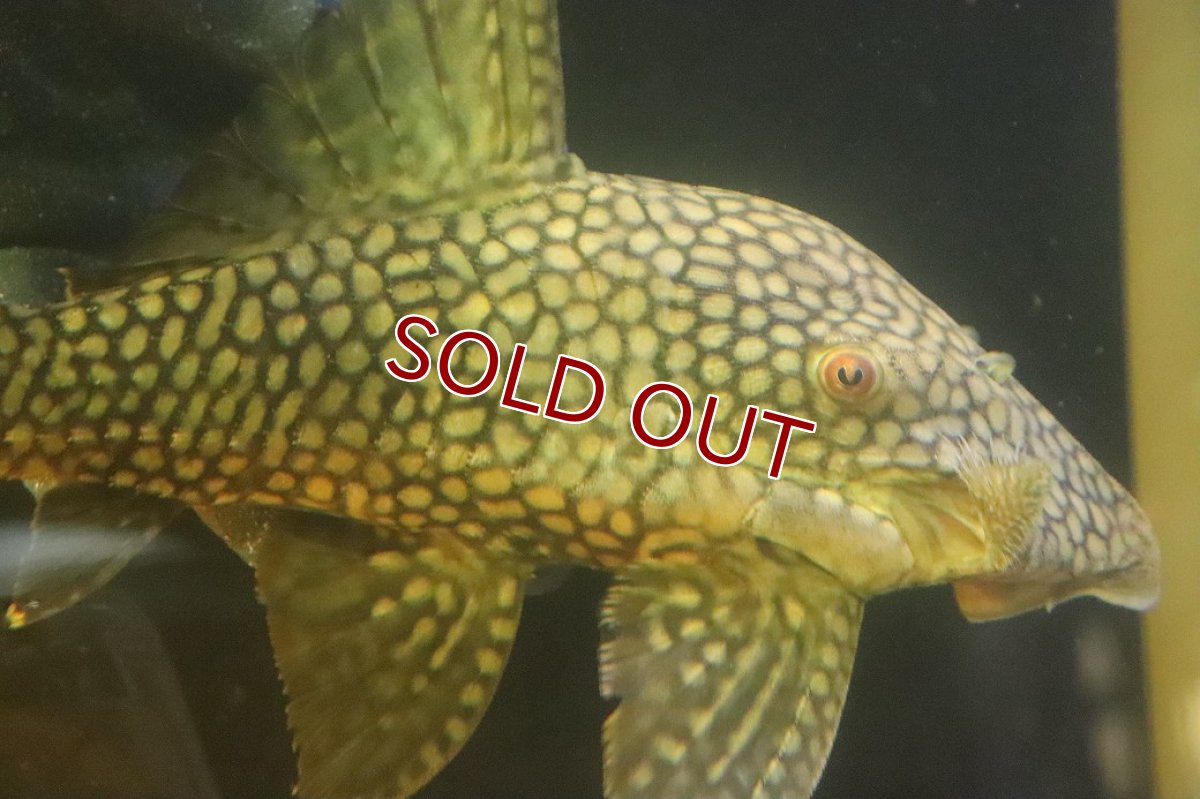 画像2: 【淡水魚】【通販】No1 大きい フルスポットロイヤルプレコ ワイルド【個体販売】(±25cm)(プレコ)(生体)(熱帯魚)NKP (2)